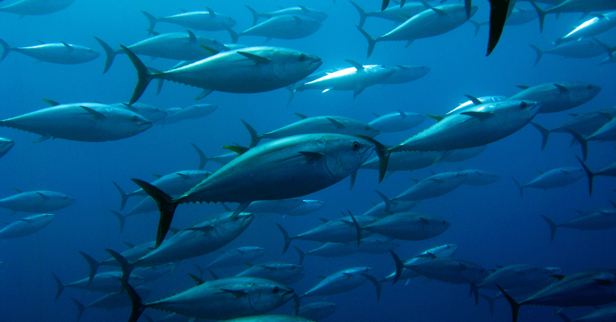 sustainable tuna